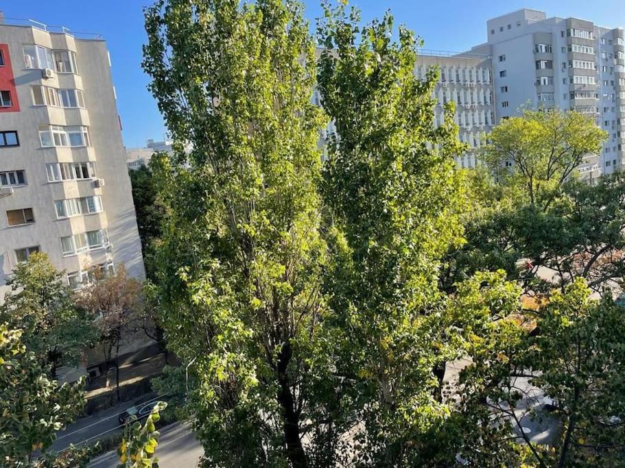 Mav Bucharest * Bucharest